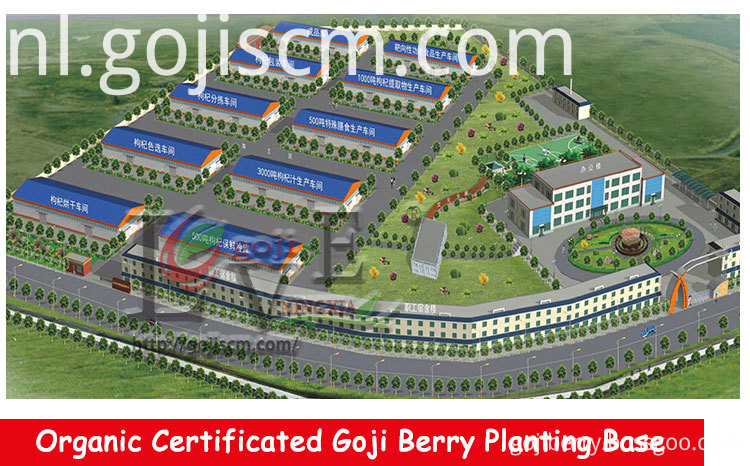 No Hazard Goji Berry leverancier No Hazard Goji Berry supplier